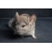 Chinchilla beige